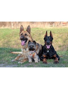 Kit para el test de perros