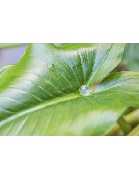 Holograma Vitrocuantic serie E