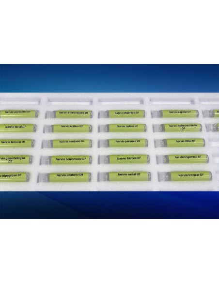 Test nervi principali.