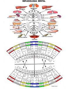 Lámina reflexología dental