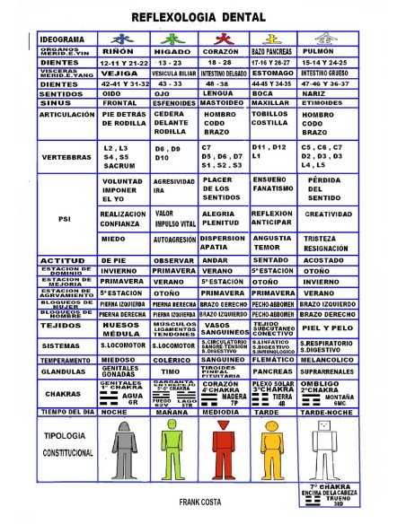 Lámina reflexología dental (II)