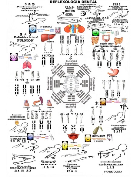 Lámina reflexología dental
