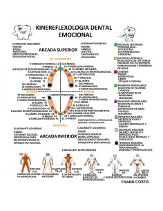 Lámina reflexología emocional