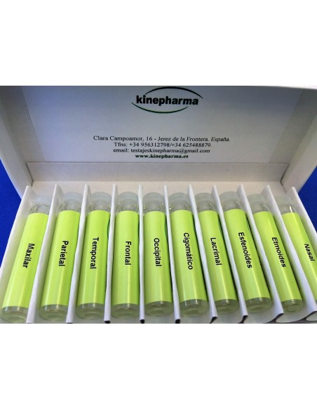 Test huesos del craneo