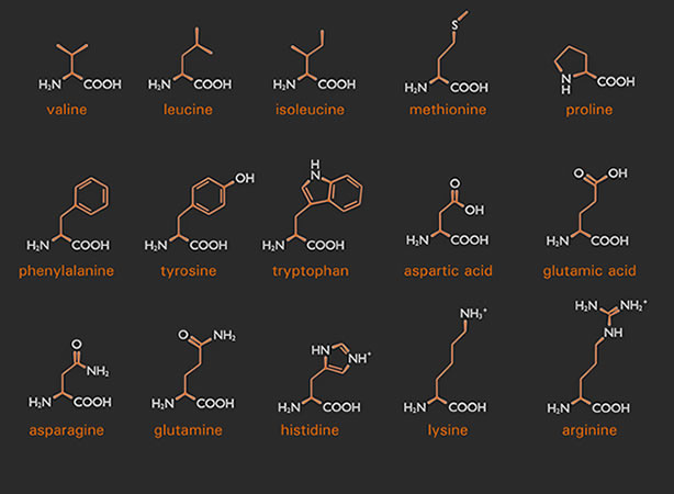 aminoacidi 
