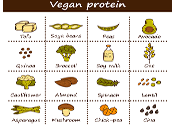 protéines végétales 