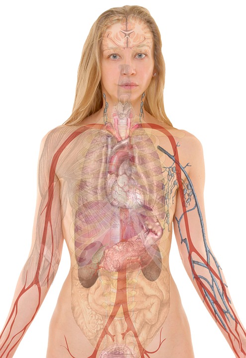 Relación entre sistema nervioso entérico y tracto intestinal