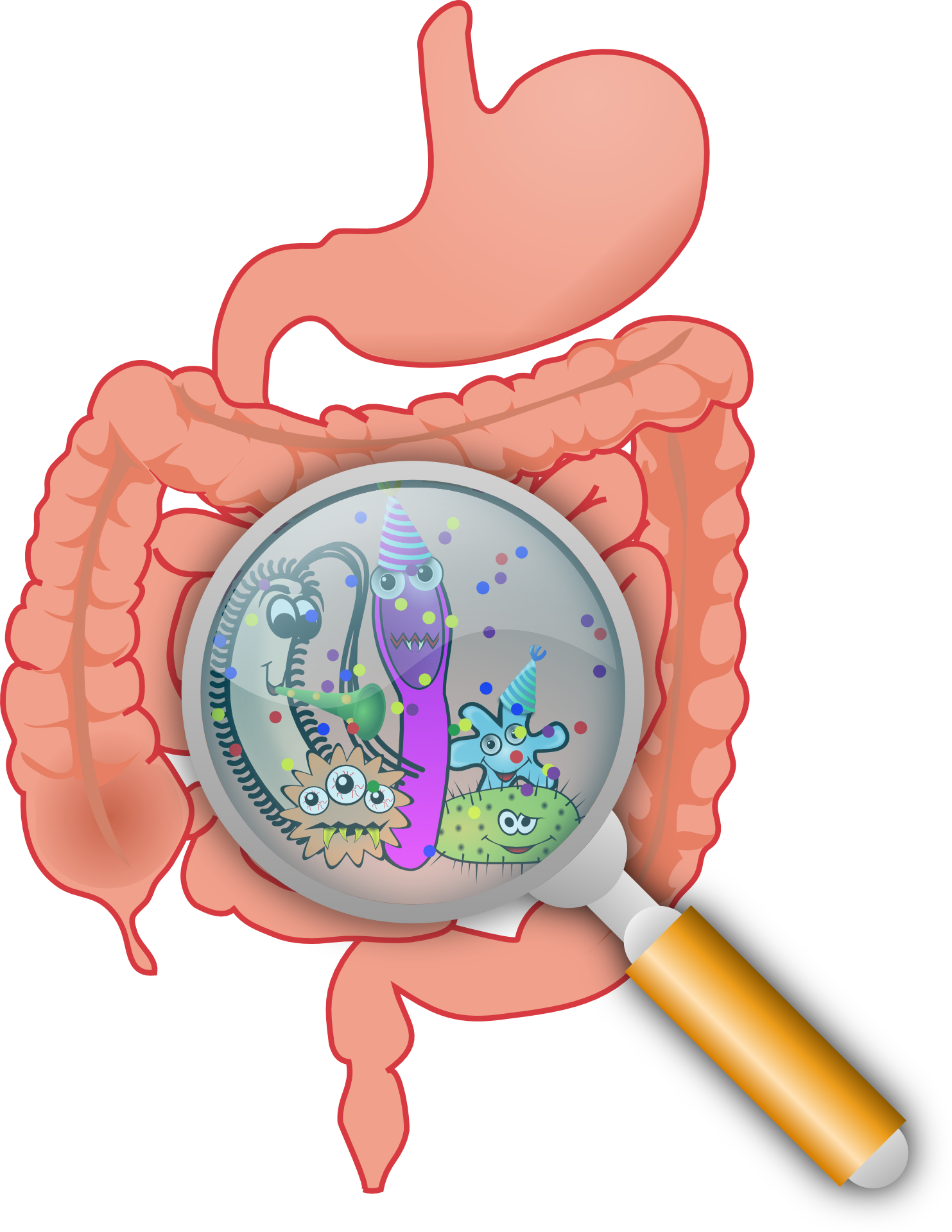 enzymes digestives et les probiotiques