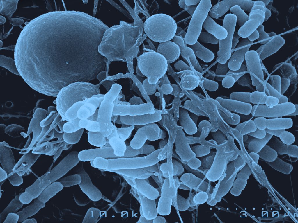 bifidobacterias